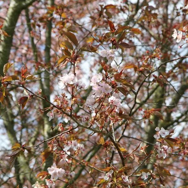 Sargents Japanese Cherry Blossom Tree (Prunus sargentii) 2